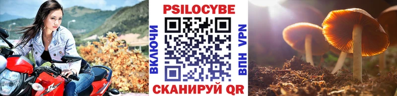 где купить   Советская Гавань  Галлюциногенные грибы Psilocybine cubensis 