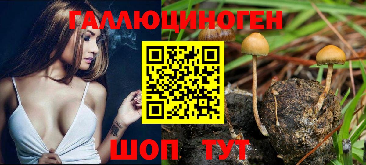 Галлюциногенные грибы Psilocybine cubensis Советская Гавань